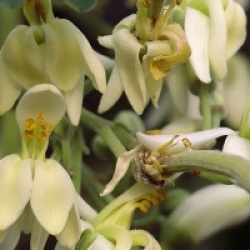Moringa oleifera