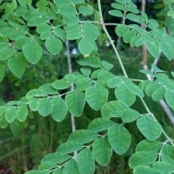 Moringa oleifera