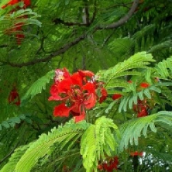 Delonix regia