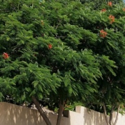 Delonix regia