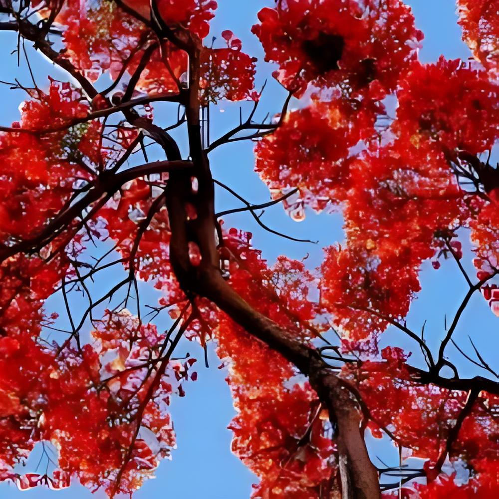 Delonix regia - Flamboyant