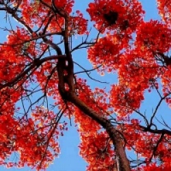 Delonix regia