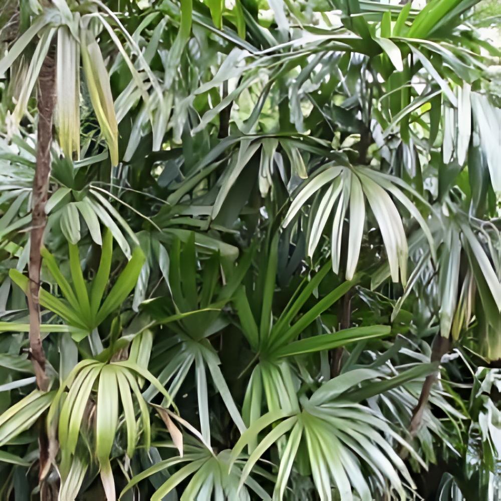 Rhapis excelsa - Palmier bambou