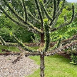 Araucaria araucana