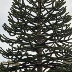 Araucaria araucana