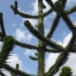 Araucaria araucana - D�sespoir des singes