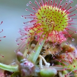 Drosera rotundifolia - Dros�ra � feuilles rondes