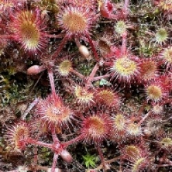Drosera rotundifolia