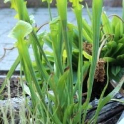 Sarracenia flava