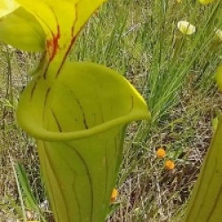 Sarracenia flava