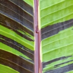 Musa sikkimensis 'Ever Red' - Bananier 'Ever Red'