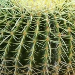 Echinocactus grusonii - Coussin de belle-m�re