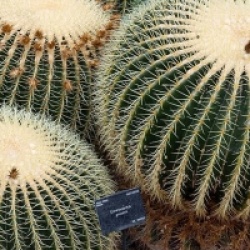 Echinocactus grusonii