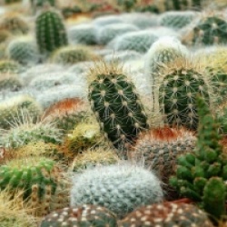 M�lange de cactus - M�lange de cactus