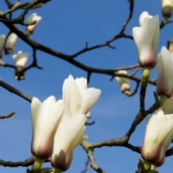 Magnolia denudata 'Sunrise' - Magnolia denudata Sunrise