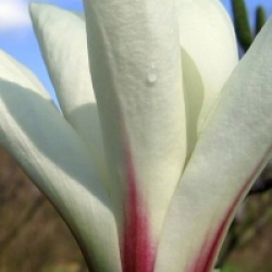 Magnolia denudata 'Sunrise'