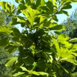 Magnolia denudata 'Sunrise'