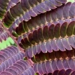 Albizia julibrissin 'Chocolate Fountain�' - Acacia de Constantinople pleureur pourpre