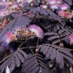 Albizia julibrissin 'Chocolate Fountain�'