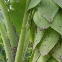 Ensete glaucum