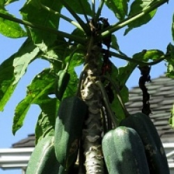 Carica pentagona