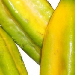 Carica pentagona