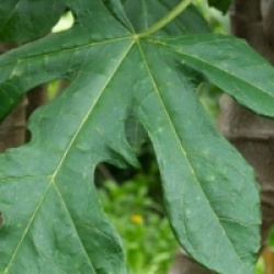 Carica pentagona
