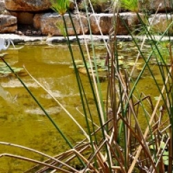 Cyperus papyrus