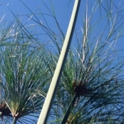 Cyperus papyrus