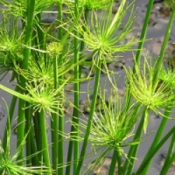 Cyperus papyrus
