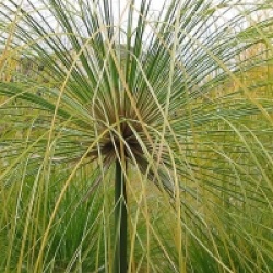 Papyrus du Nil