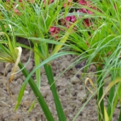 Cyperus papyrus
