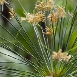 Cyperus papyrus