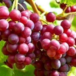 Vitis labrusca 'Spulga'