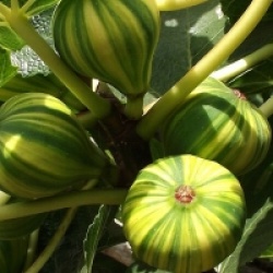 Ficus carica 'Striped Tiger'