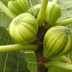 Ficus carica 'Striped Tiger'