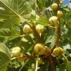 Ficus carica 'Striped Tiger'