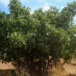 Ficus carica 'Striped Tiger'