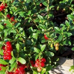 Vaccinium macrocarpon 'Pilgrim'