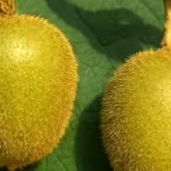 Actinidia deliciosa 'Jenny'