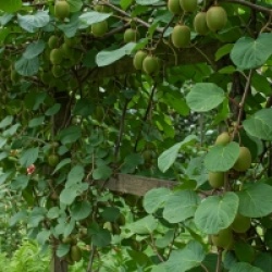 Actinidia deliciosa 'Jenny'