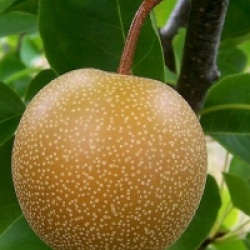 Pyrus pyrifolia