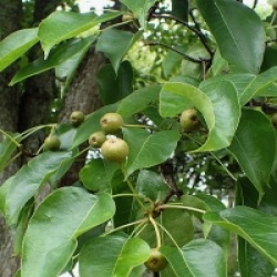Pyrus pyrifolia