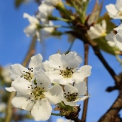 Pyrus pyrifolia