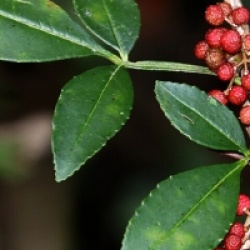 Zanthoxylum armatum