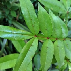 Zanthoxylum armatum