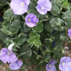 Convolvulus sabatius 