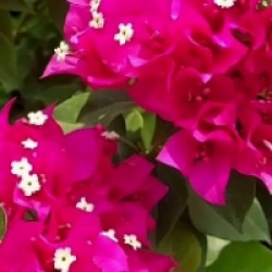 Bougainvillea 'Vera Lynn'
