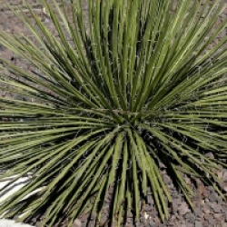 Agave geminiflora