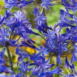 Agapanthus 'Lapis Lazuli'